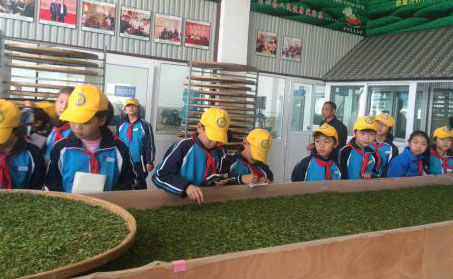 各地學(xué)生來玉環(huán)火山茶基地實地參觀體驗玉環(huán)火山茶制作流程。